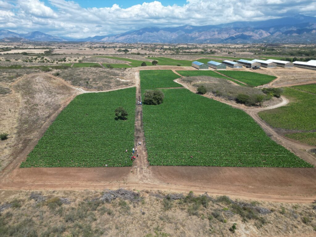 Cultivo de tabaco en Hato del Padre, San Juan de la Maguana