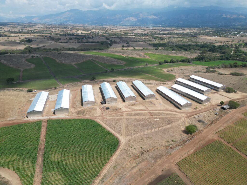 Casas de curado para Tabaco en Hato del Padre, San Juan de la Maguana