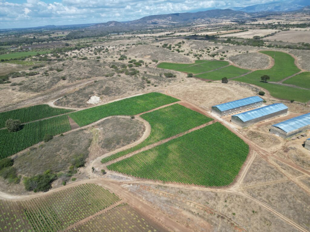 Cultivo de tabaco en Hato del Padre, San Juan de la Maguana