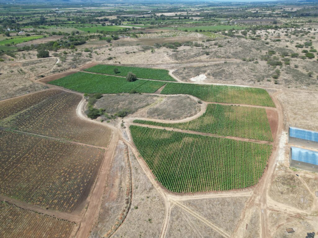 Cultivo de tabaco en Hato del Padre, San Juan de la Maguana