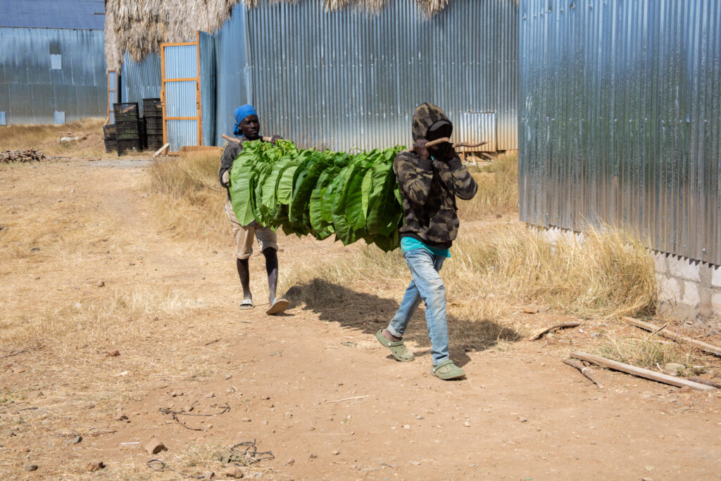 Transporte de hojas de tabaco hacia la casa de curado