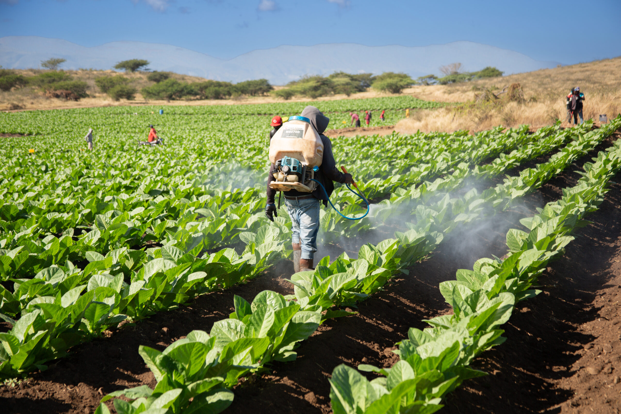 San Juan de la Maguana: El próximo "Valle del Tabaco" dominicano