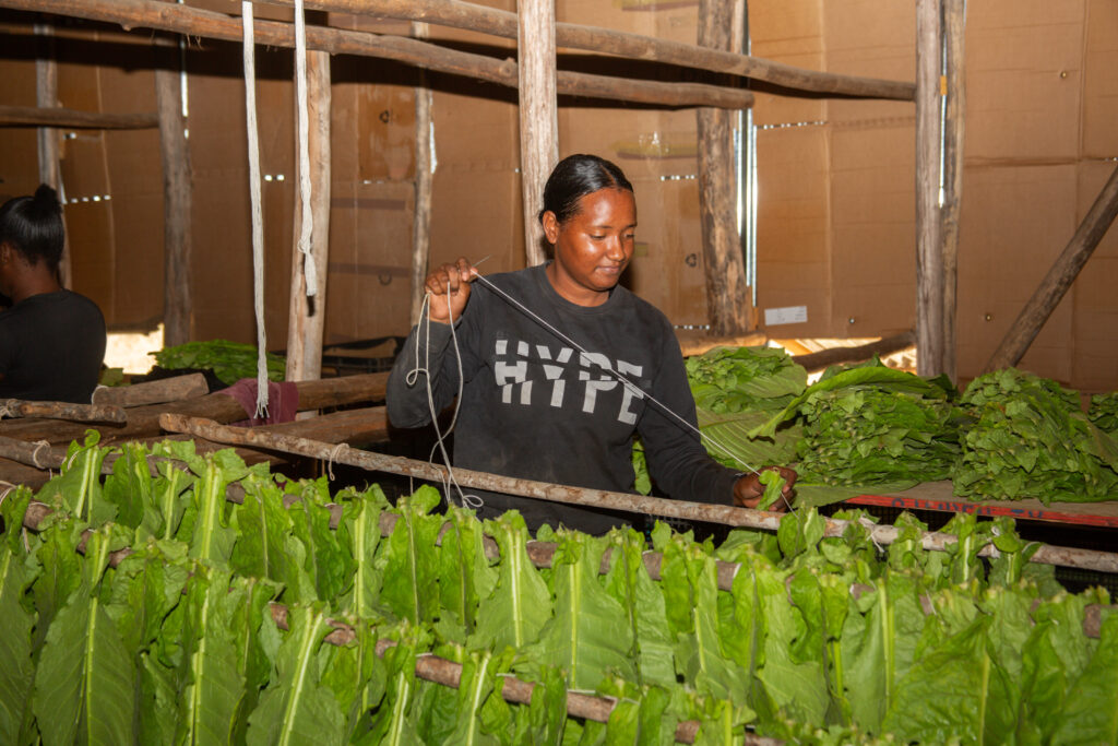 Mujeres trabajando en industria tabacalera en San Juan de la Maguana